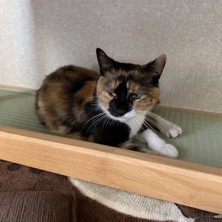 とても人懐っこい三毛猫さんです♪