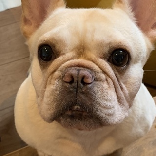 選考中。一時受付終了致します。