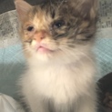 三毛猫ちゃん