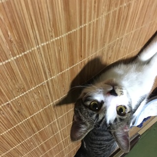 捨て猫ちゃんを保護しました