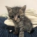生後１ヶ月の子猫の里親募集