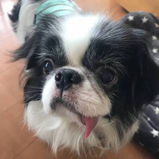 狆 ♂リューク　預かり日記あり