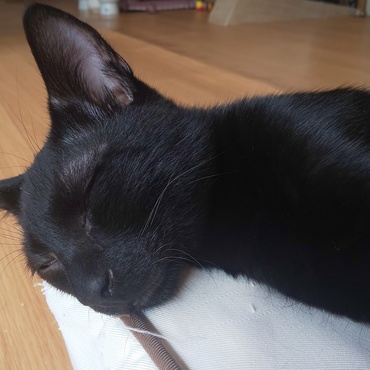 くーちゃんの写真