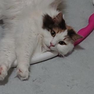 至急里親探してます！