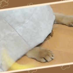 カーテンに隠れて猫じゃらしを狙ううちのソマリです