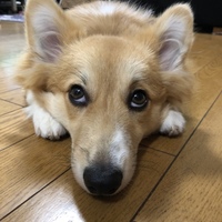 こはる