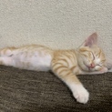 茶トラの♀子猫ちゃん(●︎´▽︎`●︎)