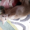 種類はわかりませんが、子猫です！ サムネイル4