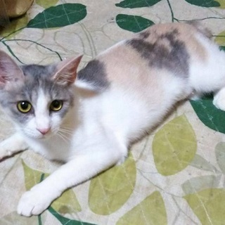 パステル三毛ちゃん里親さま募集♪