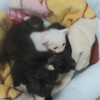 保護子ねこ里親募集