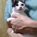 【おっとり】白黒ブチの子猫♂里親募集します