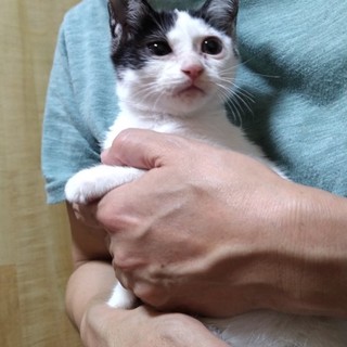【おっとり】白黒ブチの子猫♂里親募集します