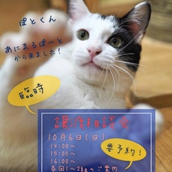 譲渡相談会〜福ねこハウス@ねこ蔵〜