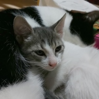 元気な男の子です