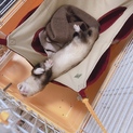 フェレット里親募集