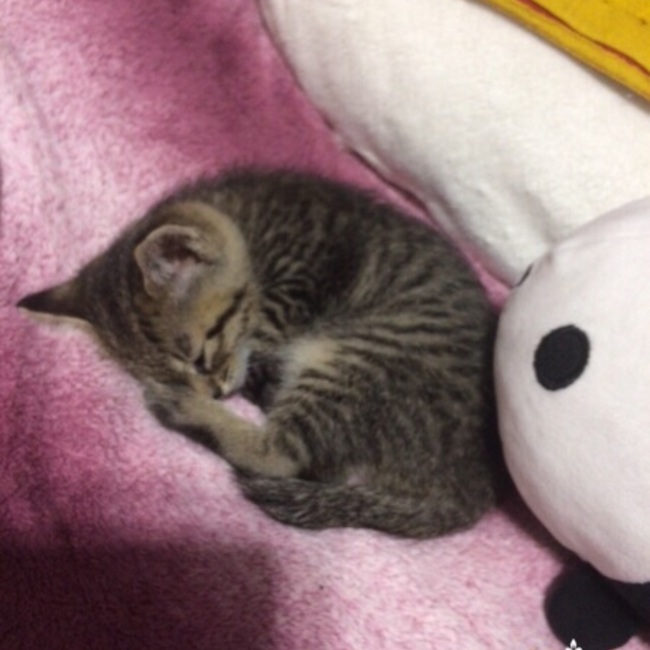 たいセルのカバー写真
