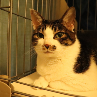 サバ白です。可愛いがって頂ける方、お願いします