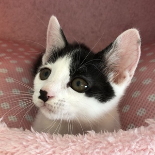 【9/29月島】ゴロゴロマンのカツオとエビ兄妹ペア