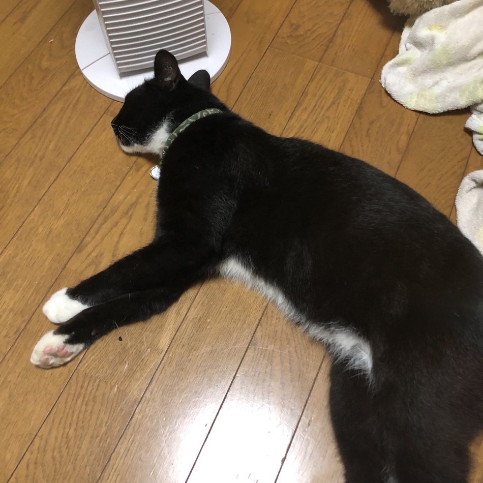 土井 ちびのカバー写真