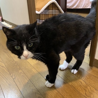 【9/29月島】穏やかな余生を共になっちゃん