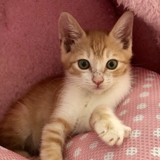 【9/29月島】わちゃわちゃ仲良し子猫たち