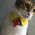 緊急募集