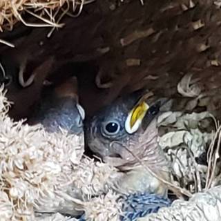 文鳥のヒナ4匹 里親募集