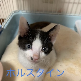 牛柄ブラザーズ ホルスタインくん