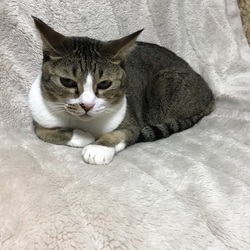 みやちか　猫の里親会 サムネイル2