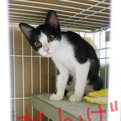 みやちか　猫の里親会 サムネイル3
