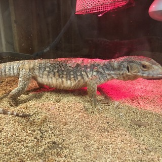 緊急募集です　サバンナモニターです！