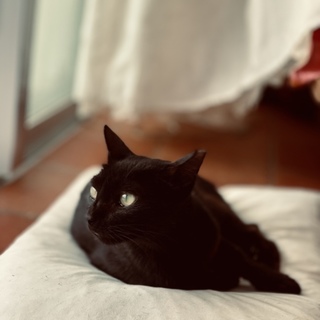 子猫たちは、ずっとのおうちに。黒猫お母さん。