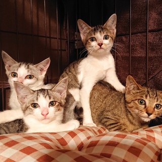 四銃士？のきょうだい仔猫たち【所沢】