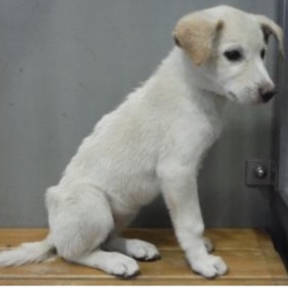 里親様に迎えられました。子犬♀白薄茶 203