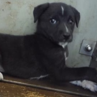 団体様より引出し。子犬♀黒白204