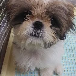 みんな子犬だったんだね、その2