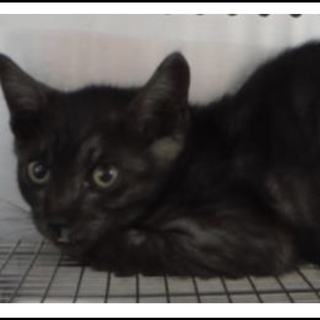 団体様より引出し。子猫 黒 206