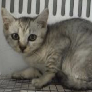 里親様に迎えられました。子猫 白灰 207