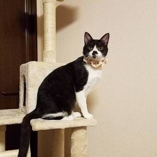 スタイル抜群！チョビ髭ハチワレ君