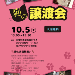 猫の譲渡会