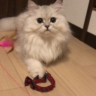 アンちゃんの大切な形見である首輪を離さないミアちゃん