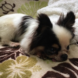 15才のチワワ男の子