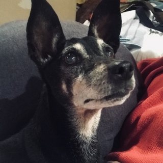 ミニチュアピンシャーの女子「ナッシー」