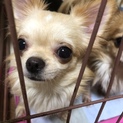 チワワ１歳？