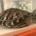 ミドリガメ