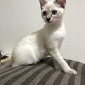シャム風ねこちゃん里親募集！