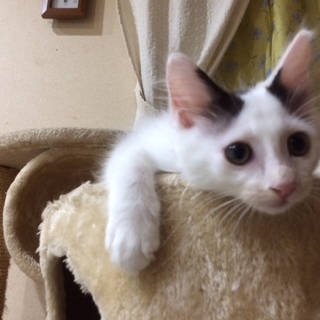 約2ヶ月齢の元気な男の子