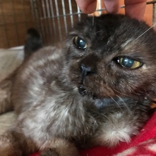 抱っこが大好きです、介護が必要なわさびちゃん