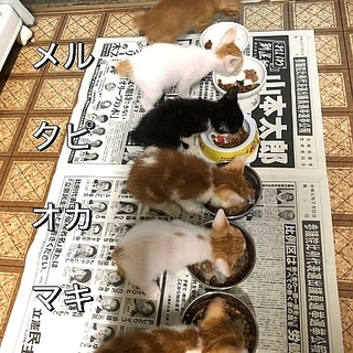 きれいな色柄で愛くるしい6匹の子猫たちです