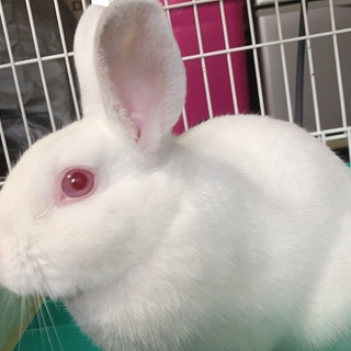 【里親募集】1歳半の女の子